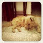 Minnie - Australian Terrier Dog