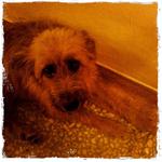 Minnie - Australian Terrier Dog