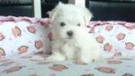 Father Taiwan Imported Maltese  - Maltese Dog