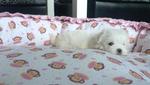 Father Taiwan Imported Maltese  - Maltese Dog