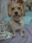 Bailey - Maltese + Silky Terrier Dog