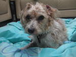 Bailey - Maltese + Silky Terrier Dog