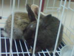 2 Rabbits For Sale_male&amp;female - Bunny Rabbit Rabbit