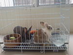 2 Rabbits For Sale_male&amp;female - Bunny Rabbit Rabbit