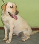 Lilo - Labrador Retriever Dog