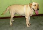 Lilo - Labrador Retriever Dog