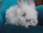 Fuzzy - Angora Rabbit + Jersey Wooly Rabbit