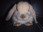 Brownie - Holland Lop Rabbit