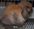 Brownie - Holland Lop Rabbit