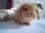 Choco - Holland Lop Rabbit