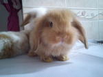 Choco - Holland Lop Rabbit