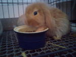 Choco - Holland Lop Rabbit