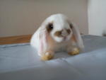 Chika - Holland Lop Rabbit