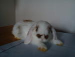 Chika - Holland Lop Rabbit