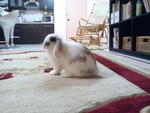 Chika - Holland Lop Rabbit