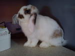 Chika - Holland Lop Rabbit