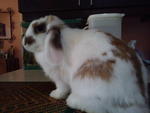 Chika - Holland Lop Rabbit