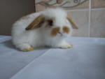 Chumee - Holland Lop Rabbit