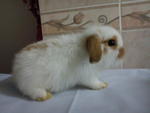 Chumee - Holland Lop Rabbit