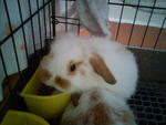 Chumee - Holland Lop Rabbit