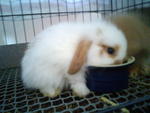 Chumee - Holland Lop Rabbit