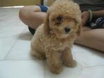 The Toy Poodle - Poodle Dog