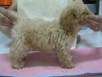 The Toy Poodle - Poodle Dog