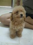 The Toy Poodle - Poodle Dog