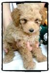 The Toy Poodle - Poodle Dog