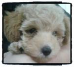 The Toy Poodle - Poodle Dog