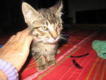 Tiggy - Tabby Cat