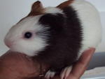 Guinea Pig - Guinea Pig Small & Furry