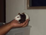 Guinea Pig - Guinea Pig Small & Furry