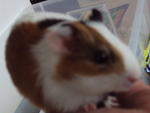 Guinea Pig - Guinea Pig Small & Furry