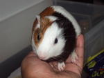 Guinea Pig - Guinea Pig Small & Furry