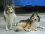 Sam And Suki - Shetland Sheepdog Sheltie Dog