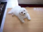 100% Pure Bichon Frise - Bichon Frise Dog