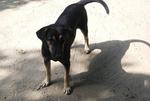 12 Dogs Evicted, Looking For Homes - Mixed Breed Dog