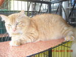 Kuning - Domestic Medium Hair Cat