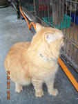 Kuning - Domestic Medium Hair Cat