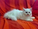 Snow White - Persian + Maine Coon Cat