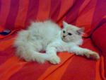 Cameo Cream  - Persian + Maine Coon Cat