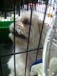 Milo - Shih Tzu Dog