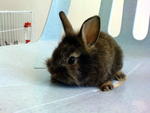 Rabbit 2 Henry