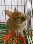 Netherland Dwarf  - Netherland Dwarf Rabbit