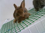 Netherland Dwarf  - Netherland Dwarf Rabbit