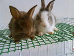 Netherland Dwarf  - Netherland Dwarf Rabbit