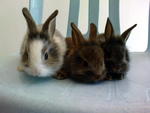 Netherland Dwarf  - Netherland Dwarf Rabbit