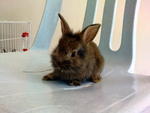 Netherland Dwarf  - Netherland Dwarf Rabbit