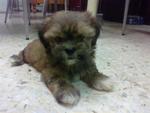 Kiwi ! - Shih Tzu + Poodle Dog